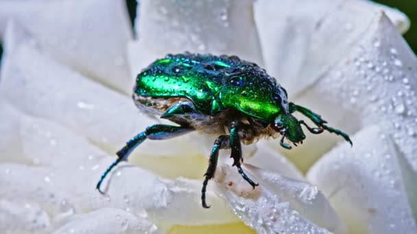 Detailní pohled na zelenou růžovou pěnu - brouk Cetonia Aurata na bílém květu pivoňky. Úžasný smaragdový brouk je mezi okvětními lístky. Makro. Zpomal. Hmyz, přírodní koncept. — Stock video