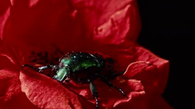 Yeşil Gül Cetonia Aurata böceğinin kırmızı gül üzerindeki yakın görüntüsü. Yaprakların arasında inanılmaz bir böcek var. Makro atış. Ağır çekim. Böcek, doğa konsepti..