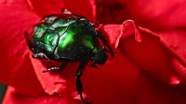 Yeşil Gül Cetonia Aurata böceğinin kırmızı gül üzerindeki yakın görüntüsü. Yaprakların arasında inanılmaz bir böcek var. Makro atış. Ağır çekim. Böcek, doğa konsepti..