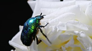 Beyaz şakayık çiçeğinin üzerindeki Cetonia Aurata böceğinin yakın çekim görüntüsü. Zümrüt böceği yaprakların arasındadır. Makro atış. Ağır çekim. Böcek, doğa konsepti..