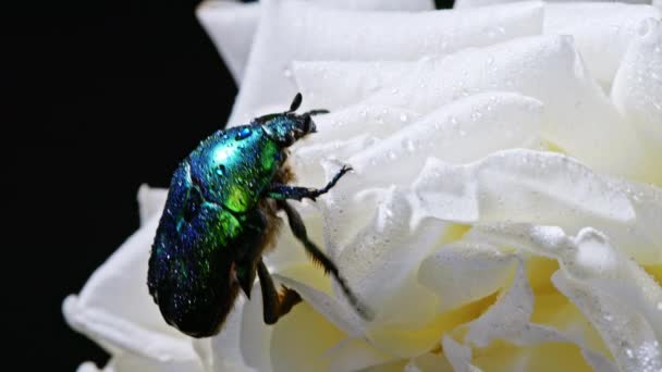 Detailní pohled na zelenou růžovou pěnu - brouk Cetonia Aurata na bílém květu pivoňky. Úžasný smaragdový brouk je mezi okvětními lístky. Makro. Zpomal. Hmyz, přírodní koncept. — Stock video