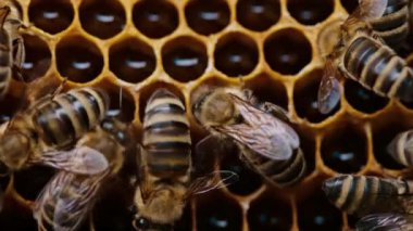 Bal peteğine üşüşen arılar, aşırı makro görüntüler. Tahta arı kovanında çalışan böcekler, çiçek poleninden nektar toplarlar, tatlı bal yaratırlar. Apandisit kavramı, kolektif çalışma. 4k.