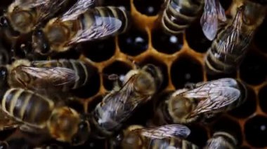 Arı ailesinin kovandaki bal peteği üzerinde çalıştığı makro görüntüler. Kovandaki apis mellifera hayatı. Bal kavramı, apikültür, arı kovanı, böcekler. Yüksek kalite 4k.