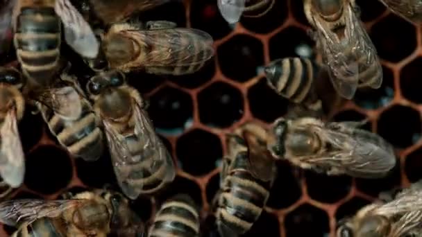 Bin svärmar på bikaka, extrem makrofilm. Insekter som arbetar i trä bikupa, samla nektar från pollen av blomma, skapa söt honung. Begreppet biodling, kollektivt arbete. 4k. — Stockvideo