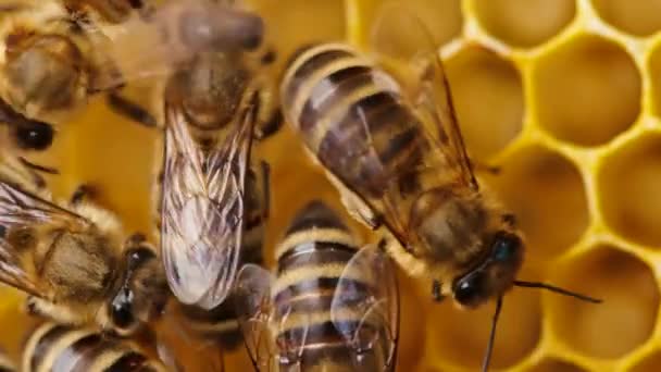 Abejas pululando en panal, metraje macro extremo. Los insectos que trabajan en la colmena de madera, recogiendo el néctar del polen de la flor, crean la miel dulce. Concepto de apicultura, trabajo colectivo. 4k . — Vídeos de Stock