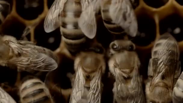 Bijen wemelen van de honingraat, extreme macro beelden. Insecten die in houten bijenkorf werken, nectar verzamelen uit stuifmeel van bloemen, creëren zoete honing. Begrip bijenteelt, collectief werk. 4k. — Stockvideo