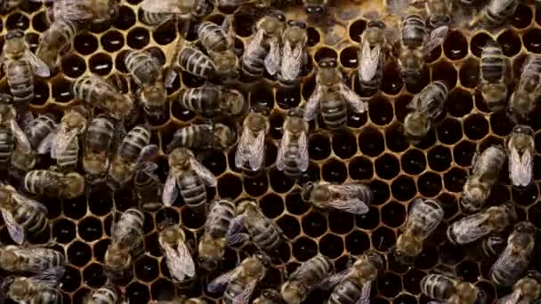 Imágenes macro de abejas de la familia trabajando en panal de abeja en apiary. La vida de apis mellifera en la colmena. Concepto de miel, apicultura, colmena, insectos. Alta calidad 4k . — Vídeos de Stock