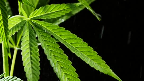 Izolált sativa marihuána növény közelkép rázza víz alatt csepp fekete alapon. Kannabiszlevél közelkép. Kendertermesztés otthon. Illegális tevékenységek. — Stock videók