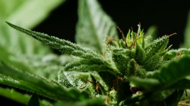 Yakın plan CBD kenevir bitkisi ve su damlalarıyla kenevir dolgusu. Ganja, Macro manzarasını terk ediyor. Tıbbi marihuana yetiştirmenin bitkisel safhası.