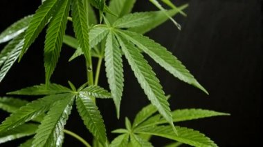 Marihuana yetiştirmek, siyah arka planda tomurcuk dokusuna sahip sativa otu yaprakları. Tıbbi kullanım için organik esrar yetiştirme. Tedavi ya da eğitim. Evdeki çiçekleri sulamak.