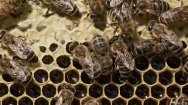 Arılar arıları arı kovanına kapatır. Apis mellifera 'nın hayatı. Bal kavramı, apikültür, arı kovanı, böcekler. Arı sürüsü, çiçek poleninden nektar topluyor.. 