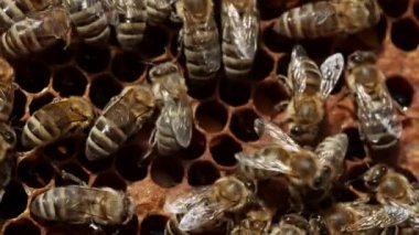 Arılar arıları arı kovanına kapatır. Apis mellifera 'nın hayatı. Bal kavramı, apikültür, arı kovanı, böcekler. Arı sürüsü, çiçek poleninden nektar topluyor.. 