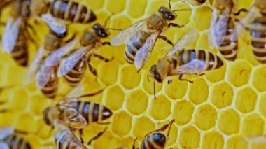 Arı ailesi arı kovanında bal peteği üzerinde çalışıyor. Kovandaki apis mellifera hayatı. Bal kavramı, arıcılık, ticari tozlaştırıcılar, gıda üreticileri. Yüksek kalite 4k.