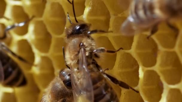 Bijenfamilie werkt aan honingraat in de bijenstal. Het leven van Apis Mellifera in Hive. Concept honing, bijenteelt, commerciële bestuivers, voedselproducenten. Hoge kwaliteit 4k. — Stockvideo