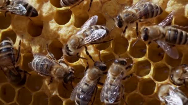 Le api sigillano il favo in apiario. Vita di apis mellifera. Concetto di miele, apicoltura, alveare, insetti. Sciami di api, raccogliendo nettare da polline di fiore. — Video Stock
