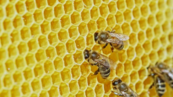 İşçi arılar polenleri işliyor ve tarağa bal pompalıyor. Apiary. Apis mellifera 'nın hayatı. Bal kavramı, apikültür, arı kovanı, böcekler. — Stok video