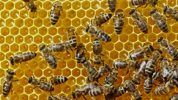 蜂群聚集在蜂窝上，极端宏观画面。昆虫在木制蜂窝中工作，从花朵花粉中采集花蜜，制造甜蜂蜜。养蜂业的概念，集体劳动。4k. — 图库视频影像