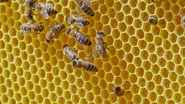 Família de abelhas trabalhando em favo de mel no apiário. Vida de apis mellifera na colmeia. Conceito de mel, apicultura, polinizadores comerciais, produtores de alimentos. 4k de alta qualidade . — Vídeo de Stock