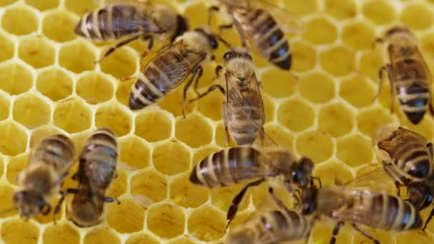 Семья пчёл работает над сотовыми сотами на пасеке. Жизнь apis mellifera в улье. Концепция меда, пчеловодства, коммерческих опылителей, производителей продуктов питания. Высокое качество 4k. — стоковое видео