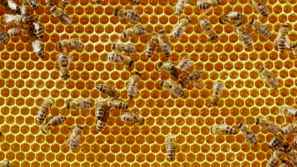 Bal peteğine üşüşen arılar, aşırı makro görüntüler. Tahta arı kovanında çalışan böcekler, çiçek poleninden nektar toplarlar, tatlı bal yaratırlar. Apandisit kavramı, kolektif çalışma. 4k. — Stok video