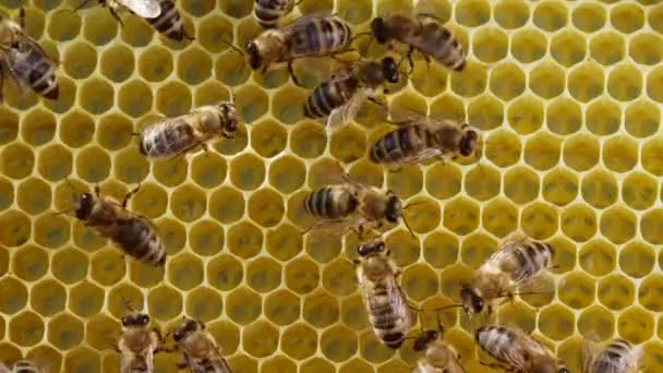 Семья пчёл работает над сотовыми сотами на пасеке. Жизнь apis mellifera в улье. Концепция меда, пчеловодства, коммерческих опылителей, производителей продуктов питания. Высокое качество 4k. — стоковое видео