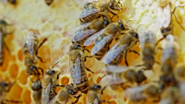 As abelhas selam o favo de mel em apiário. Vida de apis mellifera. Conceito de mel, apicultura, colmeia, insetos. Abelha enxame, coletando néctar de pólen de flor . — Vídeo de Stock