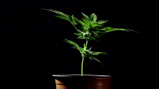 Anbau von Marihuana zu Hause im Topf, sativa Unkrautbusch auf schwarzem Hintergrund. Biologischer Anbau von Cannabis für medizinische Zwecke. Behandlung oder Studien. Rechtssystem, Legalisierung, Freizeitdrogenkonzept. — Stockvideo
