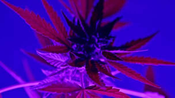 Sativa marihuana krzew roślin obracających się na kolorowe palenie neon tła partii. Rasteryzowane ziołowe zbliżenie liści marihuany. Hodowla konopi w domu. Palenie tytoniu, Koncepcja legalizacji — Wideo stockowe