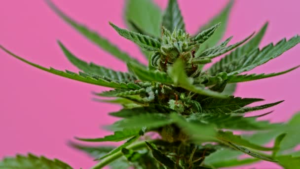 Planta aislada de marihuana sativa en primer plano girando sobre fondo rosa. Primer plano de la hoja de cannabis a base de hierbas rasterizadas. Cultivo de cáñamo en casa. Actividades ilegales de tabaquismo, concepto de cannabidiol — Vídeos de Stock