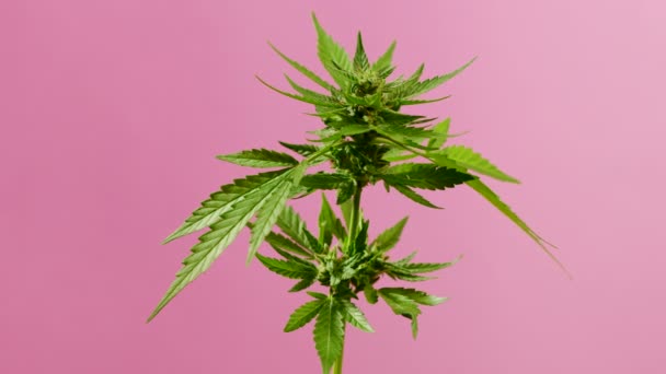 Sativa marihuana roślin zbliżenie obracające się na różowym tle. Rasteryzowane ziołowe zbliżenie liści marihuany. Hodowla konopi w domu. System prawny, działalność związana z paleniem, narkotyki rekreacyjne — Wideo stockowe