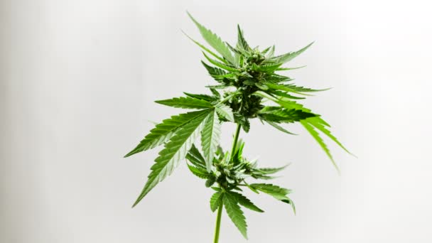 Isolierte sativa Marihuana-Pflanze in Großaufnahme, die auf weißem Hintergrund rotiert. Rasterisiertes pflanzliches Cannabisblatt aus nächster Nähe. Hanfanbau zu Hause. Illegale Raucheraktivitäten, Cannabidiol-Konzept — Stockvideo