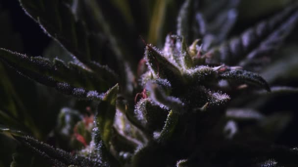 Close-up planta de cannabis CBD e inflorescência de cânhamo. Ganja deixa vista macro. Estágio vegetativo do crescimento da maconha medicinal. Cânhamo de ervas, Relaxamento, conceito do sistema jurídico . — Vídeo de Stock