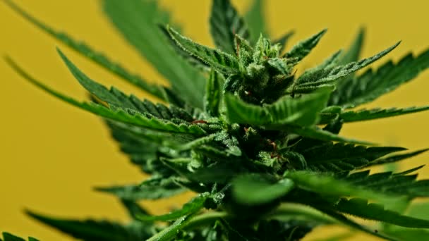 THC黄底大麻生产。大麻种植的特写。用于医疗、治疗或研究的杂草的有机生长。放松，大麻酚概念. — 图库视频影像