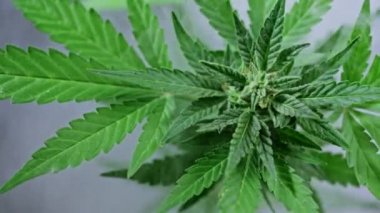 Sigara dumanı bulutlarındaki kenevir çalısı. Marihuana yetiştirmek, tomurcuk dokusuyla sativa otu yaprakları. Tıbbi kullanım ya da araştırmalar için bitkisel kenevir yetiştirme. Eğlence amaçlı uyuşturucu, uyuşturucu konsepti.