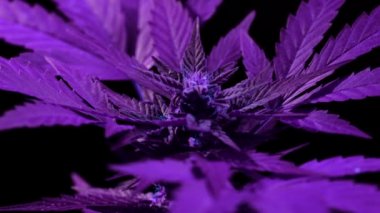 Saat yönünde dönen mor neon ışıkta sativa marihuana bitkisi. Rasterize bitkisel kenevir yaprağı yakından. Evde kenevir yetiştiriciliği. Sigara içme faaliyetleri, yasallaştırma kavramı