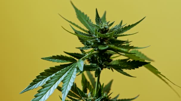 Sativa Marihuana-Pflanze in Großaufnahme, rotierend auf gelbem Hintergrund. Rasterisiertes pflanzliches Cannabisblatt aus nächster Nähe. Hanfanbau zu Hause. Rechtssystem, Rauchen, Freizeitdroge — Stockvideo