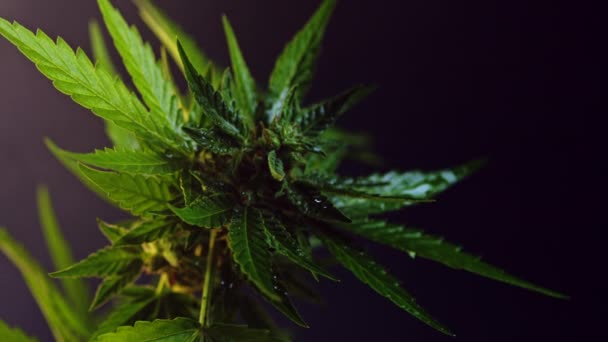 Sativa marijuana plant close-up roteren op rook stoom violette achtergrond. Rasterized kruidencannabisblad close-up. Hennepteelt thuis. Illegale rookactiviteiten, cannabidiol-concept — Stockvideo