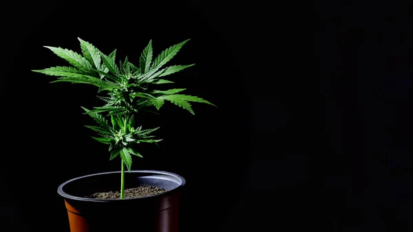 Cannabis ruderalis planta close-up girando em vaso sobre fundo escuro. Folhas de maconha herbácea rasterizadas. Cultivo de cânhamo em casa. Atividades para fumar, conceito de canabidiol . — Fotografia de Stock