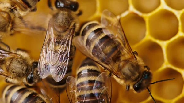 Bienen schwärmen auf Waben, extreme Makro. Insekten, die in hölzernen Bienenstöcken arbeiten und Nektar aus Blütenpollen sammeln, erzeugen süßen Honig. Konzept der Imkerei, kollektive Arbeit. — Stockfoto