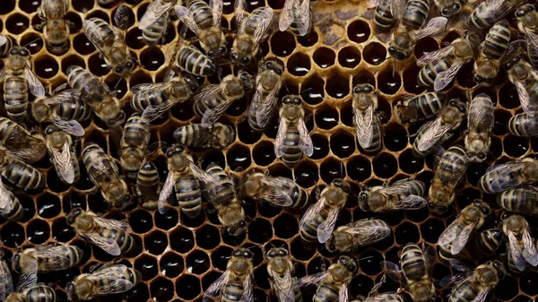 Bienen schwärmen auf Waben, extreme Makro. Insekten, die in hölzernen Bienenstöcken arbeiten und Nektar aus Blütenpollen sammeln, erzeugen süßen Honig. Konzept der Imkerei, kollektive Arbeit. — Stockfoto