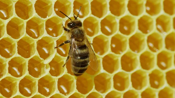 Bees swarming on honeycomb, extreme macro . Insects working in wooden beehive, collecting nectar from pollen of flower, create sweet honey. Concept of apiculture, collective work. Stock Photo