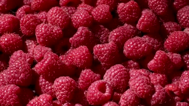 おいしい甘い果実-熟したラズベリーの回転背景。ベリーは抗酸化物質でいっぱいです。適切なビーガン栄養.健康的なライフスタイルのコンセプト. — ストック動画