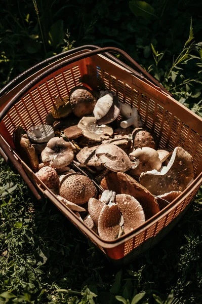 Korg full av plockad svamp från skogen. — Stockfoto