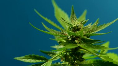 Sativa marijuana bitkisi mavi arka planda dönüyor. Rasterize bitkisel kenevir yaprağı yakından. Evde kenevir yetiştiriciliği. Hukuk sistemi, sigara içme faaliyetleri, eğlence amaçlı uyuşturucu
