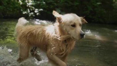 Mutlu Golden Retriever yazın temiz nehir suyunda yüzer. Köpek doğa aktivitelerini sever, su sıçratmayı ve serinlemeyi. Evcil hayvan yaşam tarzı, mevsimlik eğlence, vahşi hayatta hayvan sağlığı..