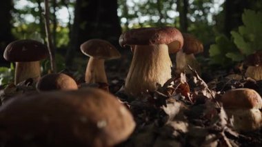 Sonbahar hasadı ve doğal gıdanın sembolü olan yapraklar ve yosunlar arasında orman toprağından çıkan bir grup yenilebilir porcini mantar. Yüksek kalite 4k görüntü