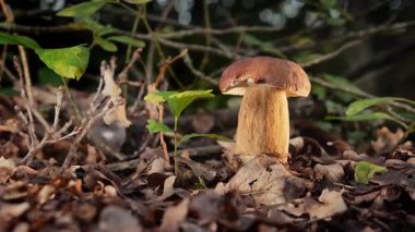 Sonbahar hasadı ve doğal gıdanın sembolü olan yapraklar ve yosunlar arasında orman toprağından çıkan yenilebilir porcini mantarı. Uğur böceği mantar kapağında sürünür. Yüksek kalite 4k görüntü
