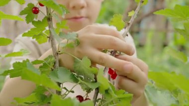 Güneşli bahçedeki yeşil yapraklar arasında olgunlaşmış kırmızı üzümleri dikkatlice hasat eden çocukların ellerini kapatın. Yaz hasadı ve organik gıda. Yüksek kalite 4k görüntü