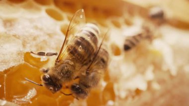 Arı ailesi arı kovanında bal peteği üzerinde çalışıyor. Kovandaki Carniolan bal arısının hayatı. Arıcılık kavramı, ticari tozlaştırıcılar, gıda üreticileri. Yüksek kalite 4k