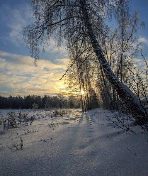 Красивая Зима Морозное Утро Солнечные Морозы Деревьях — стоковое фото